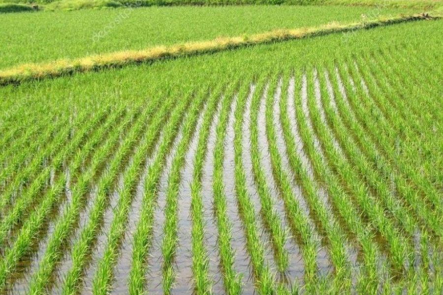 Рис в Україні стане дефіцитним продуктом: чому країна залишиться без врожаю