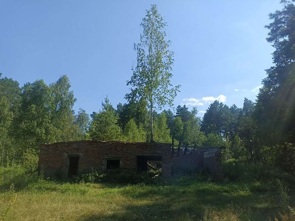 Відпочинок на Шацьких озерах-2023: лебеді, пончики, сомики, лохина і дивовижно чиста вода (фото)