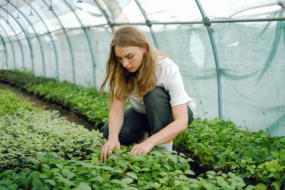 greenhouse