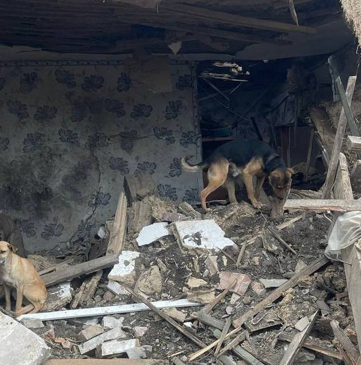 6-річний хлопчик залишився зовсім один – сьогодні загинула вся його родина у Синельниковому