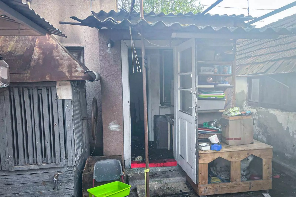 19 котів загинули через ультрафіолетову лампу в місті Берегово на Закарпатті 