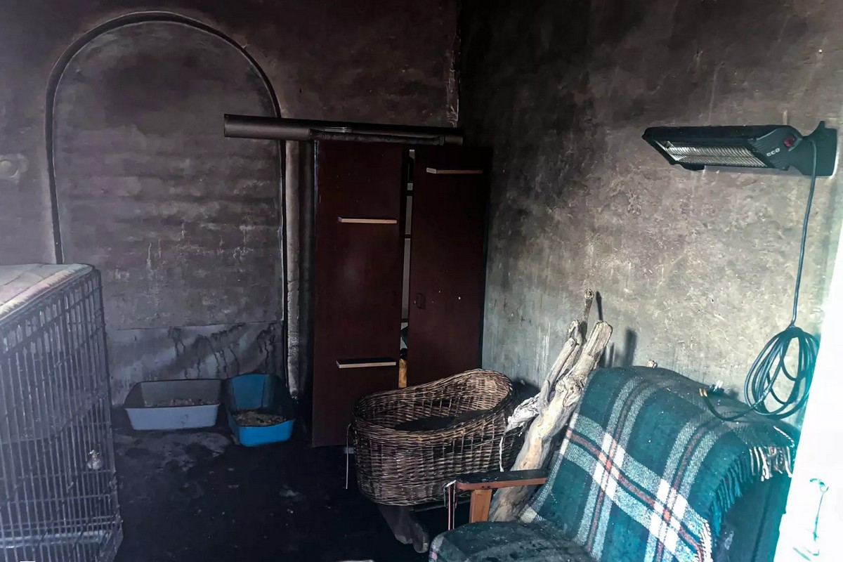 19 котів загинули через ультрафіолетову лампу в місті Берегово на Закарпатті 