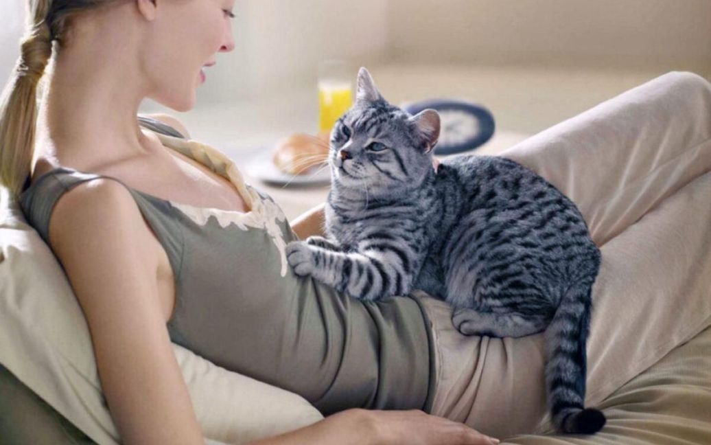 Препарати для зниження статевої активності у котів