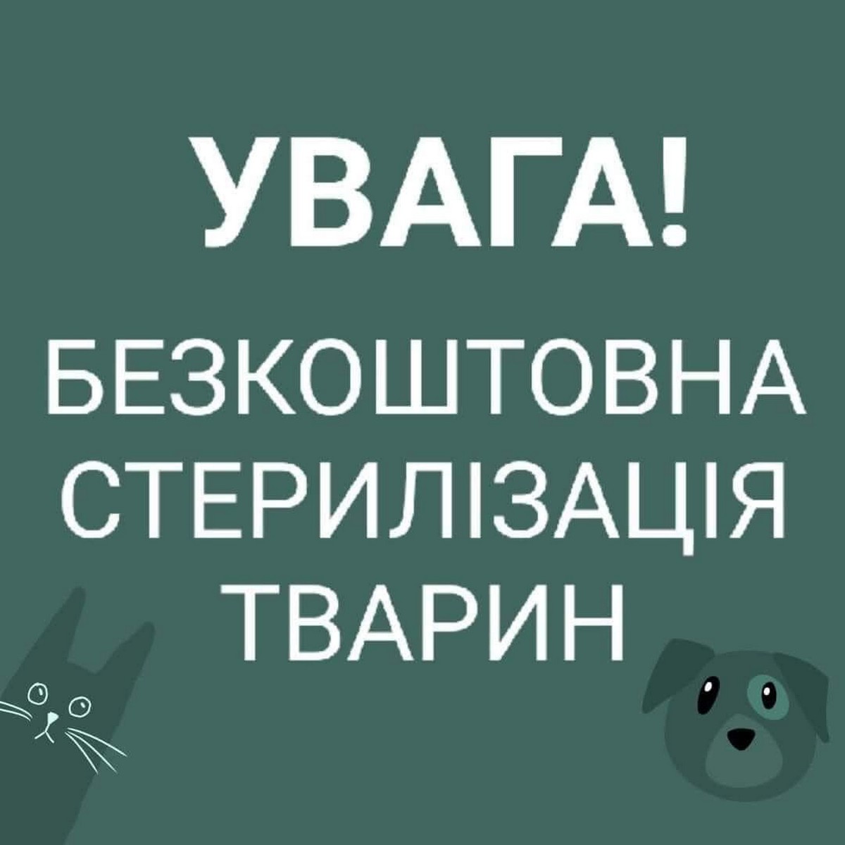Безкоштовна стерилізація тварин у Харкові: хто може отримати послугу
