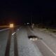У Запорізькій області водій насмерть збив військового та втік