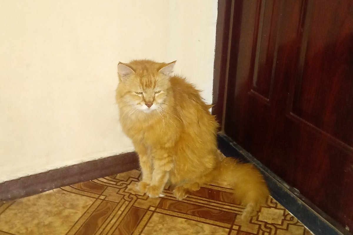 Про що попереджають коти і