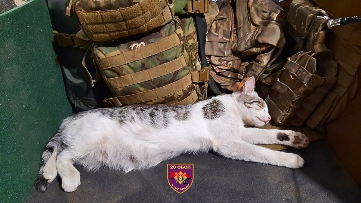 кішка ціною власного життя, врятувала