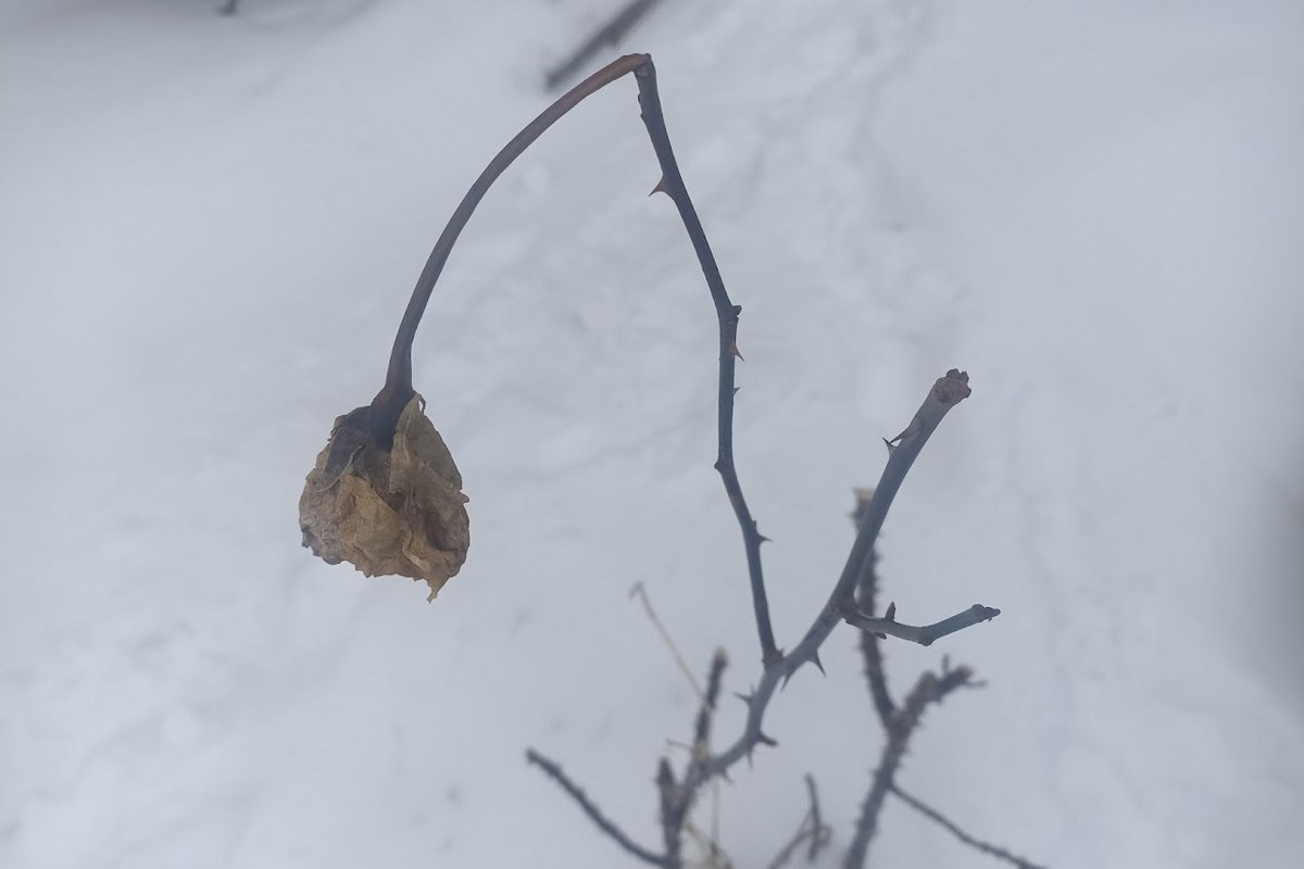 До 11 морозу: найближча ніч