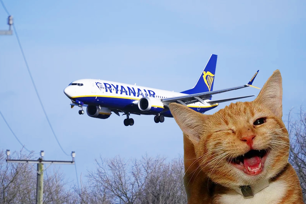 Кіт на два дні затримав рейс Ryanair у Римі – подробиці