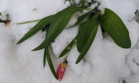 Україну засипає снігом: у які області повернулася зима у квітні (фото)