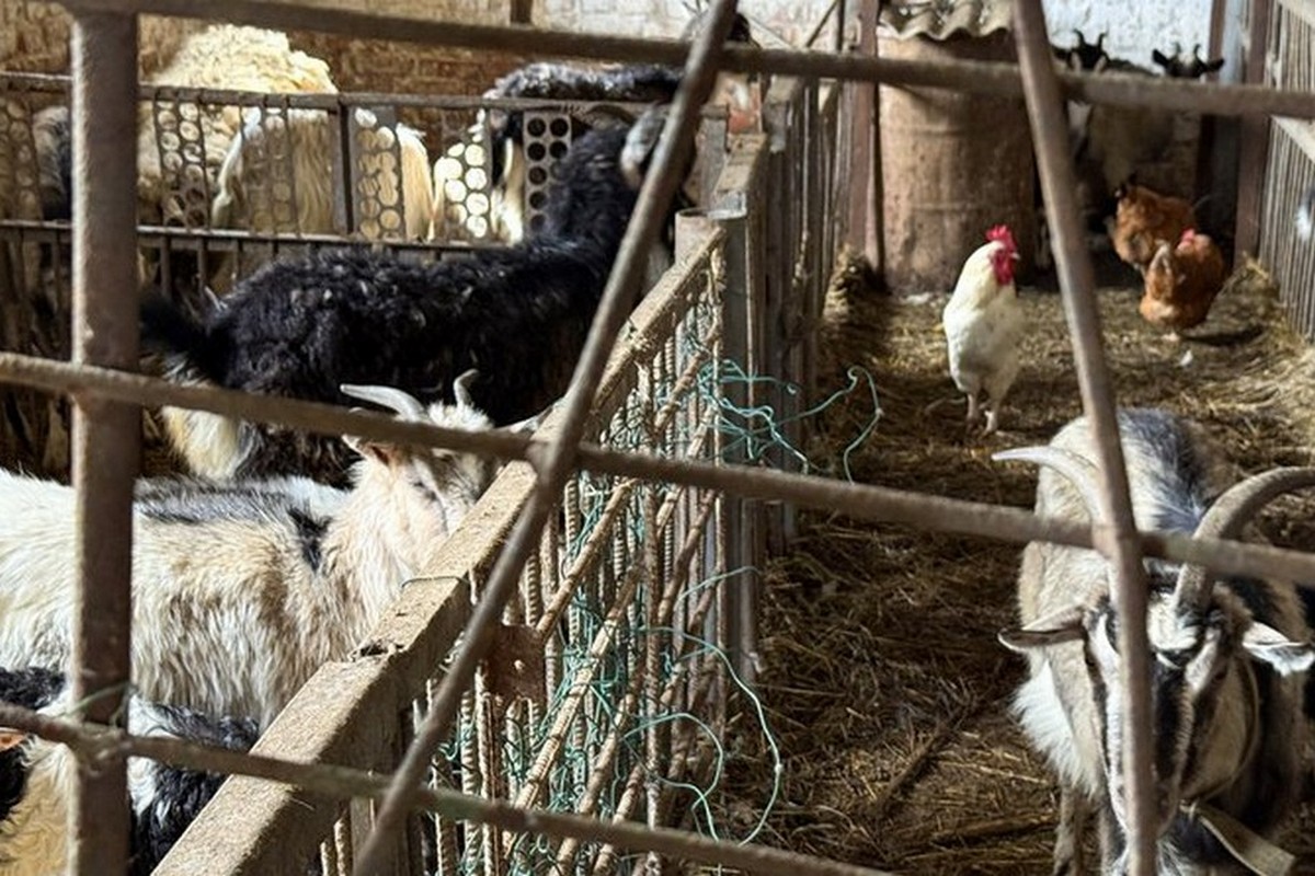«Це найбільш нещасні люди і тварини»: притулок для ВПО з худобою створили на Донеччині