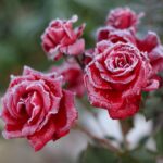 Рік без літа, річки під кригою у липні: коли це було і чому так сталося