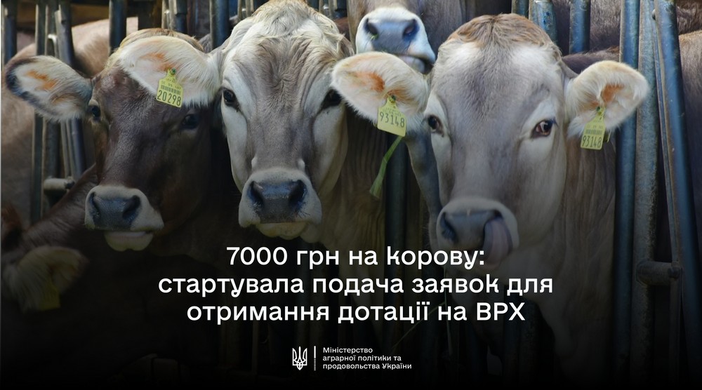 По 7 тисяч на корову можуть отримати власники: розпочато добір заявок