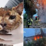Сьогодні у Києві армія РФ вбила родину зооволонтерів і 5 котиків (фото)