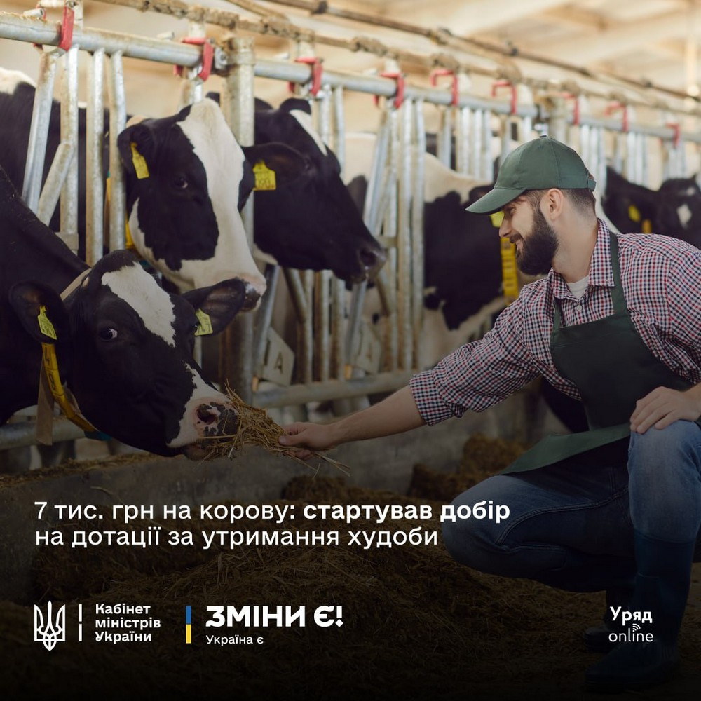По 7 тисяч на корову можуть отримати власники: розпочато добір заявок