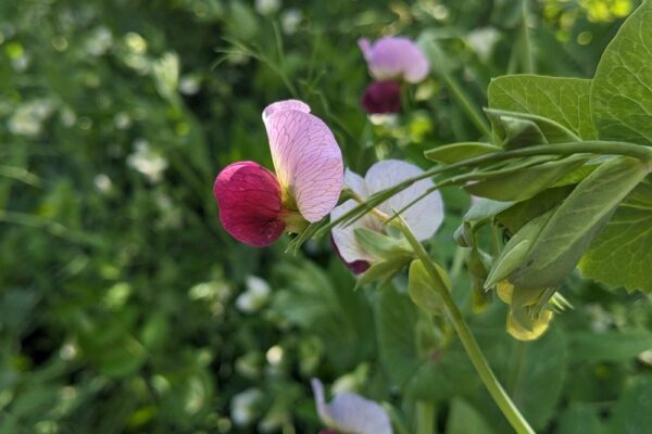 8 червня – яке сьогодні свято, прикмети і традиції, пам’ятні дати, іменини