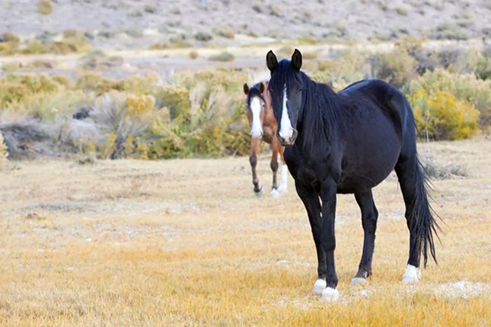 depositphotos 135317584 stock photo wild mustang horse in the