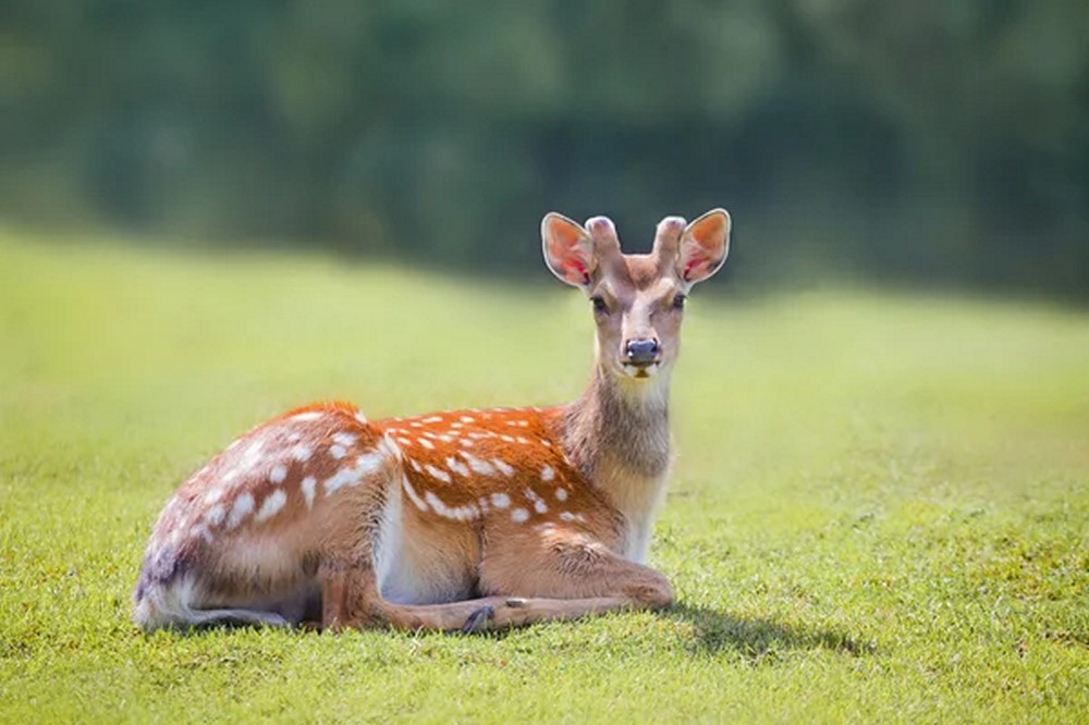 depositphotos 48522175 stock photo the spotted deer