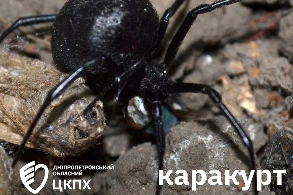 Отруйні павуки в Україні активізувались