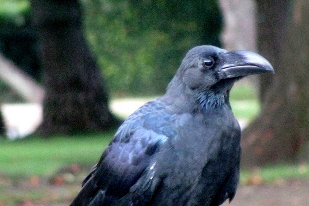 karasu the divine messenger 205113