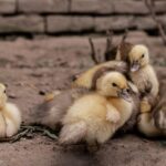 Сільськогосподарська підтримка на Чернігівщині – хто і яку допомогу може отримати