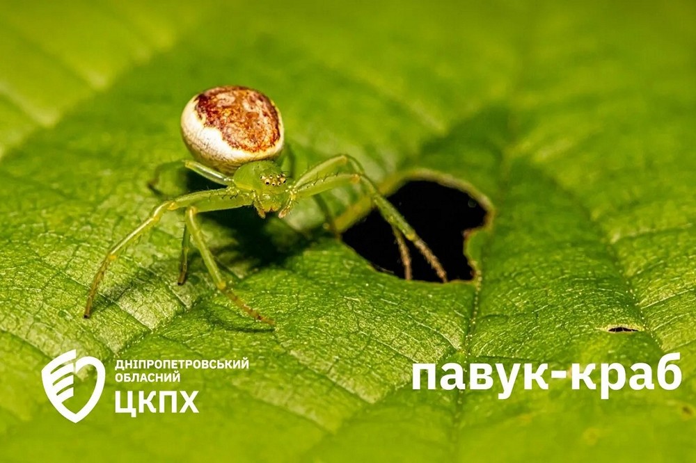 павук краб