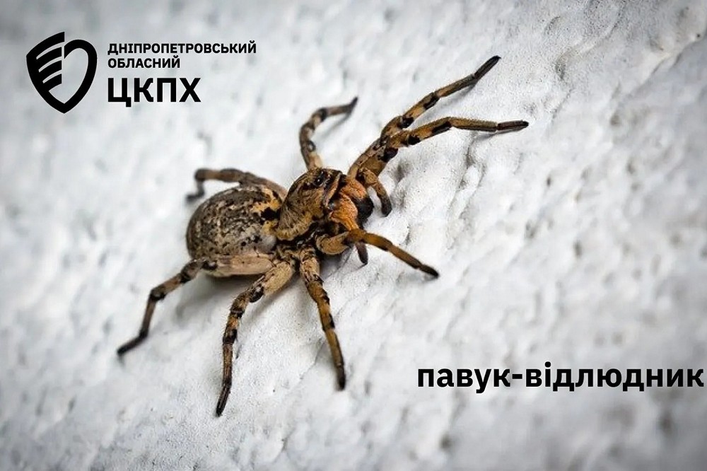 павук відлюдник