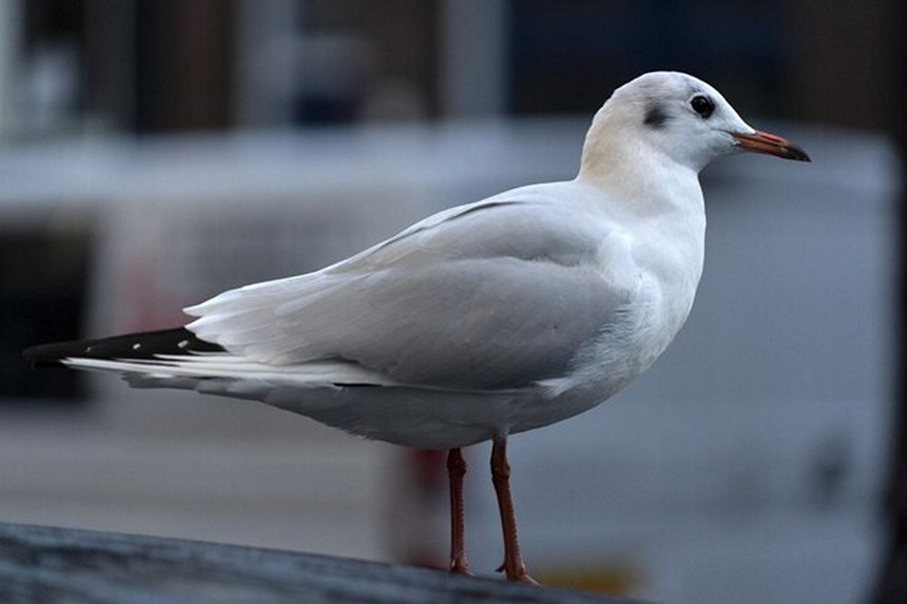 seagull amsterdam canal 850000 24234