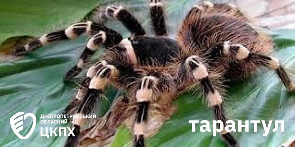тарантул