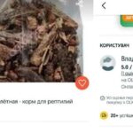 Нашестя сарани: українці продають комах на ОЛХ, громадян закликають бути пильними
