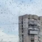 Масштабне нашестя сарани: як екокатастрофа загрожує врожаю та економіці України