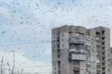 Масштабне нашестя сарани: як екокатастрофа загрожує врожаю та економіці України