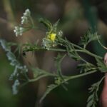 Як змінюється природа на місці колишнього Каховського водосховища, розповів еколог (фото, відео)