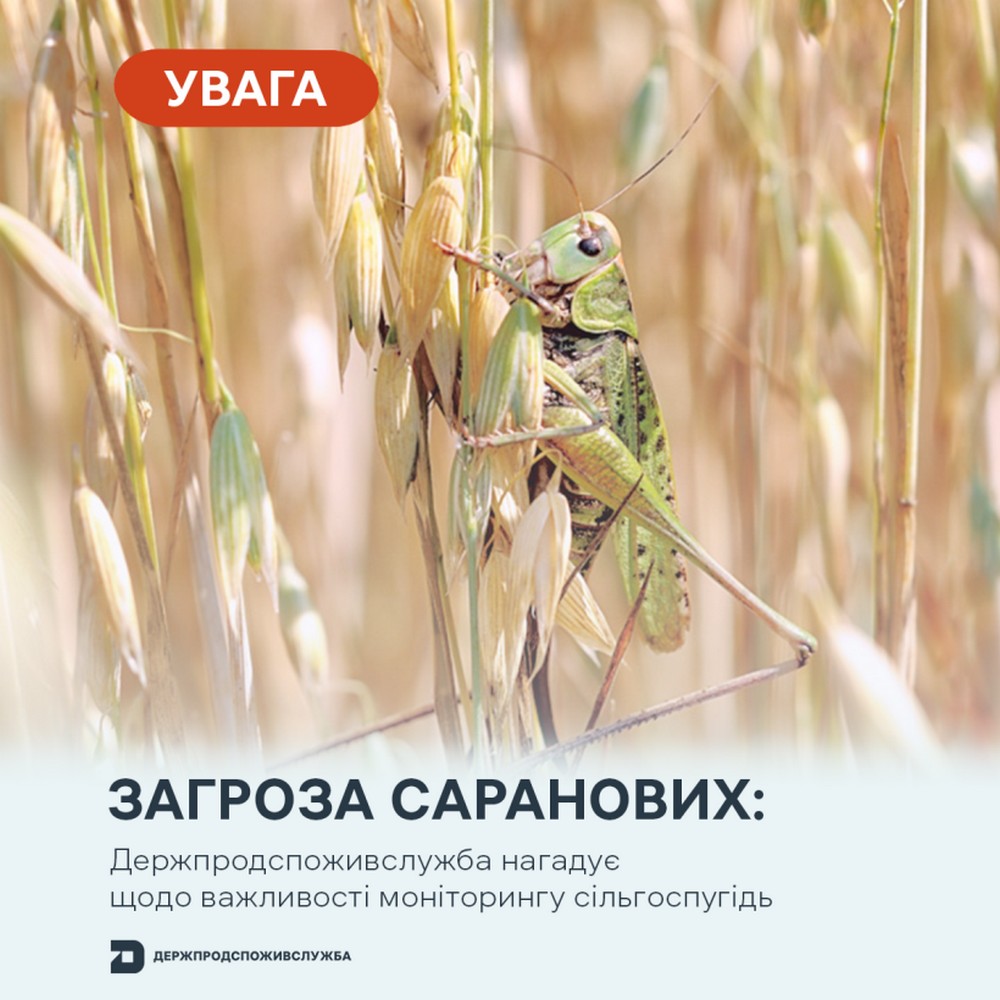 Нашестя сарани: громадян закликають бути пильними
