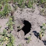 Після зневоднення Каховського водосховища на полях Херсонщини виникли небезпечні провали