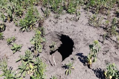 Після зневоднення Каховського водосховища на полях Херсонщини виникли небезпечні провали