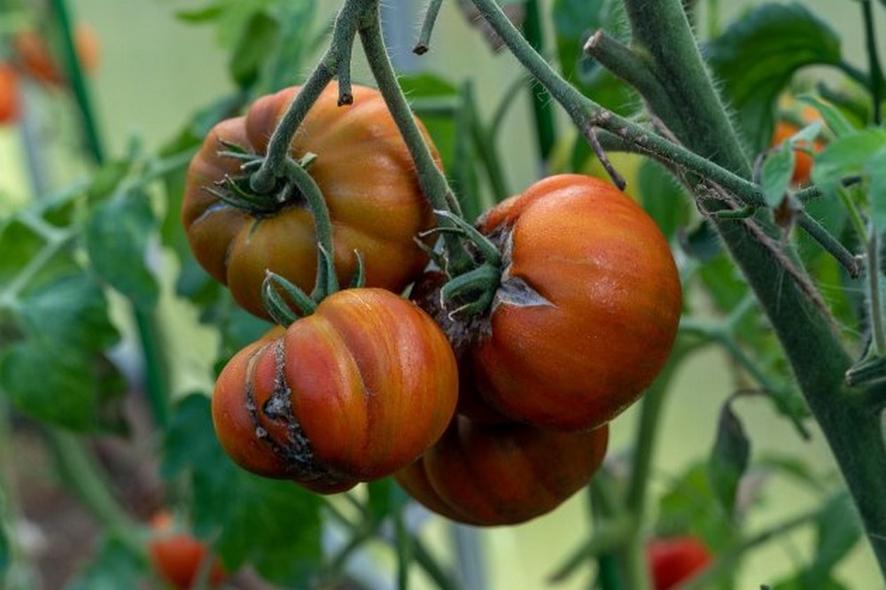 tomatoes 6726310 1280