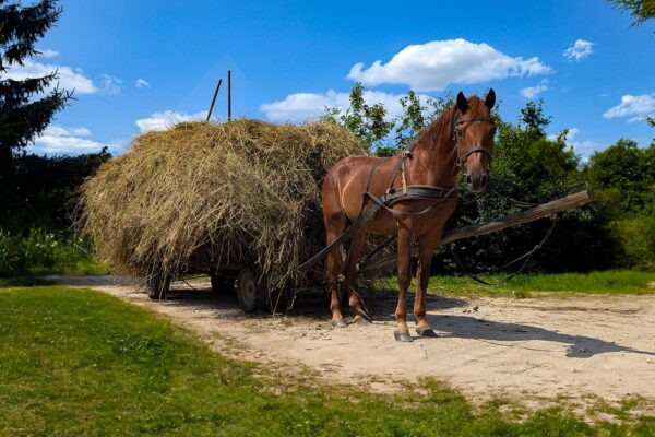 8 серпня – яке сьогодні свято, прикмети і традиції, пам’ятні дати, іменини