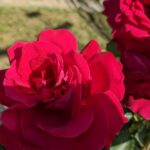 25 серпня – яке сьогодні свято, прикмети і традиції, пам’ятні дати, іменини