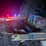 Підвода, позашляховик і мотоцикл: сталися дві смертельні ДТП на Львівщині (фото)