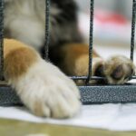 Безкоштовна стерилізація та вакцинація тварин у Києві – хто і як може зареєструватися