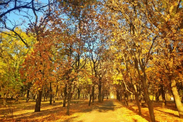 Міжнародні й державні свята у жовтні