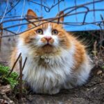 Які домашні рослини отруйні для котів – перелік