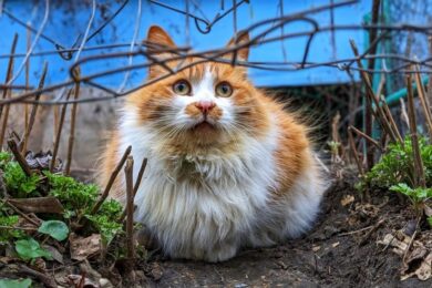 Які домашні рослини отруйні для котів – перелік