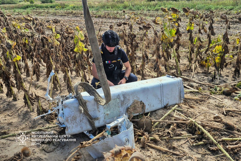 на соняшниковому полі Київщини 4
