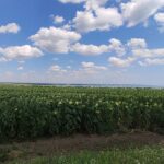 10 рослин, які процвітають у складних умовах - перелік