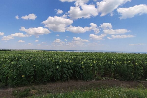 10 рослин, які процвітають у складних умовах - перелік