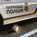 Кіт заліз під авто: як знайти його і уникнути біди – поради від поліції