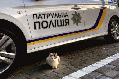 Кіт заліз під авто: як знайти його і уникнути біди – поради від поліції