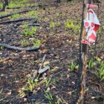 Два автомобіля вибухнули біля кордону з Білоруссю: п’ятеро загиблих (фото)